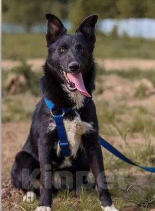 Собаки в Москве: Дана Девочка, Бесплатно - фото 3