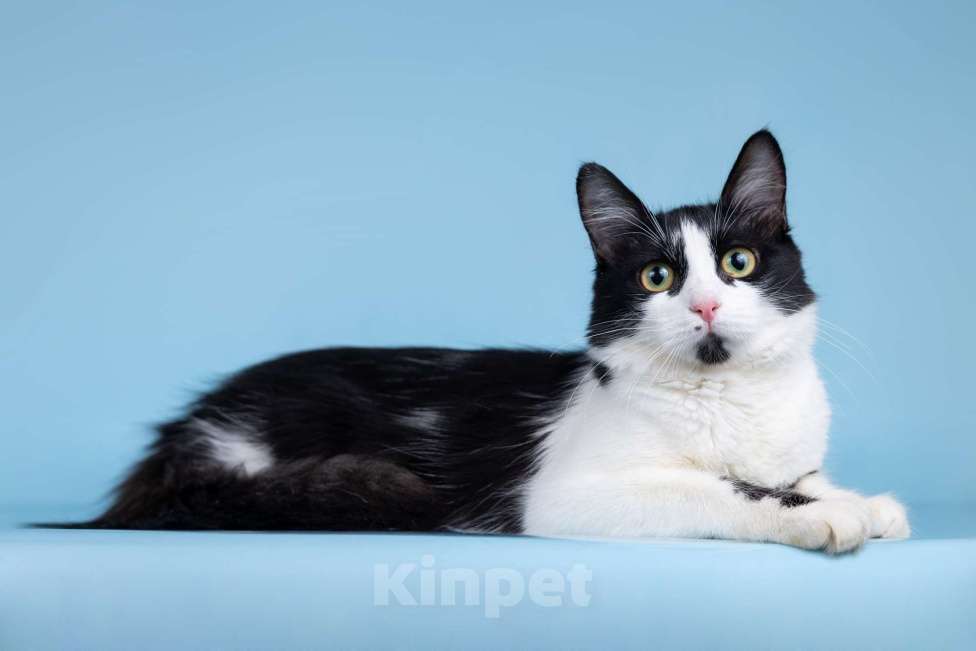 Кошки в Москве: Ника ищет дом Девочка, 100 руб. - фото 3