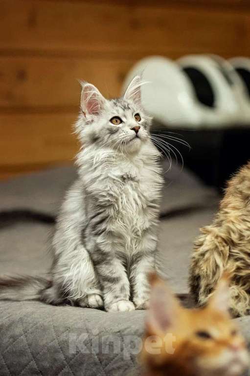 Кошки в Москве: Мейн-кун котенок девочка  Девочка, 90 000 руб. - фото 3