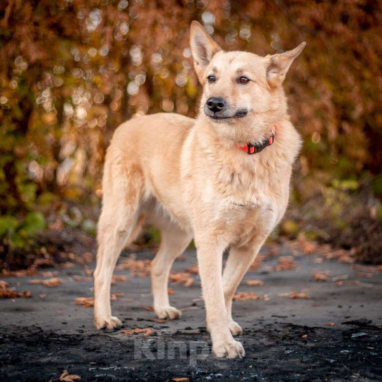 Собаки в Москве: Таша - смелая и нежная малышка из приюта в добрые руки Девочка, Бесплатно - фото 7