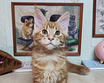 Кошки в Казани: Котята мейн-кун Разнополые, 25 000 руб. - фото 8