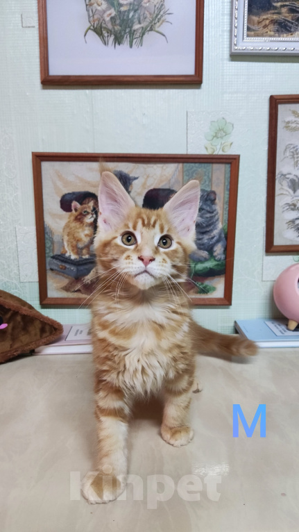 Кошки в Казани: Котята мейн-кун Разнополые, 25 000 руб. - фото 8