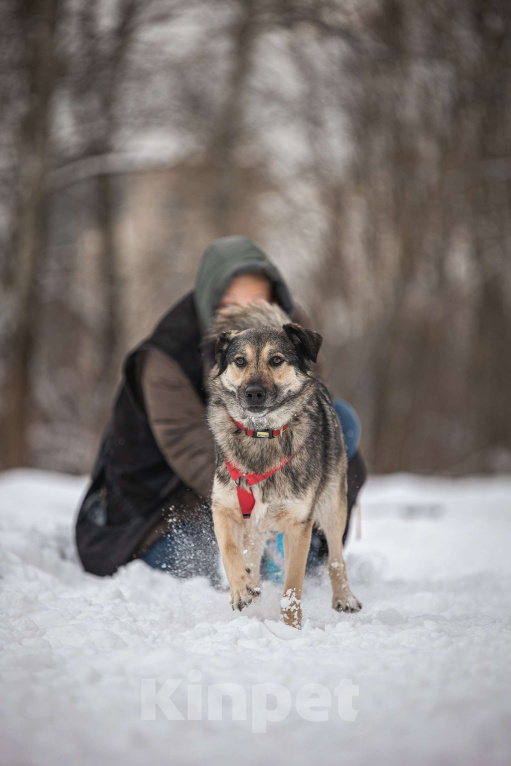Собаки в Москве: Энергия Солнца и Нежность Шёлка! Девочка, Бесплатно - фото 4