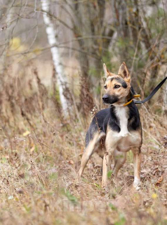 Собаки в Москве: Джеки. Хрупкая девочка Девочка, 1 руб. - фото 4