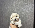 Собаки в Краснодаре: Продам щенков той пудель белого окраса  Мальчик, 45 000 руб. - фото 3