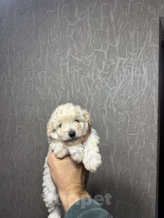 Собаки в Краснодаре: Продам щенков той пудель белого окраса  Мальчик, 45 000 руб. - фото 3