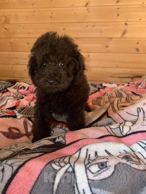 Собаки в Темрюке: Девочки и мальчики Девочка, 30 000 руб. - фото 7