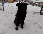 Собаки в Москве: Черные щенки немецкой овчарки, мальчики Мальчик, 20 000 руб. - фото 2
