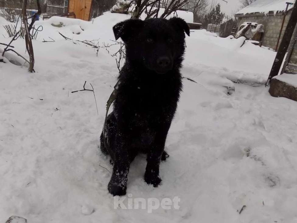 Собаки в Москве: Черные щенки немецкой овчарки, мальчики Мальчик, 20 000 руб. - фото 2