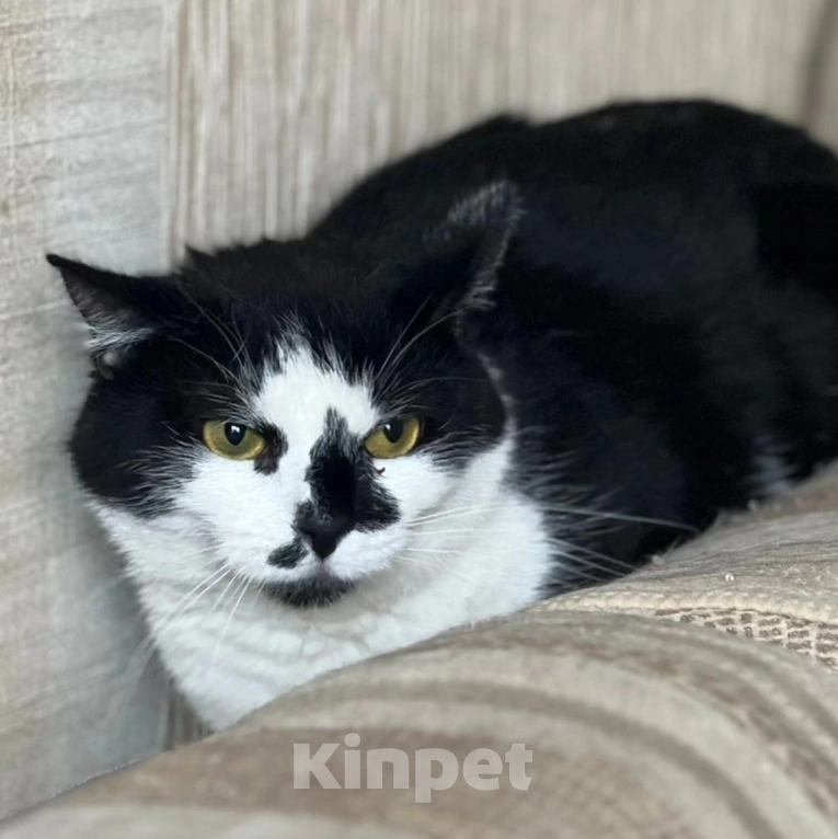 Кошки в Москве: Красивая, но никому не нужная кошечка Девочка, Бесплатно - фото 2