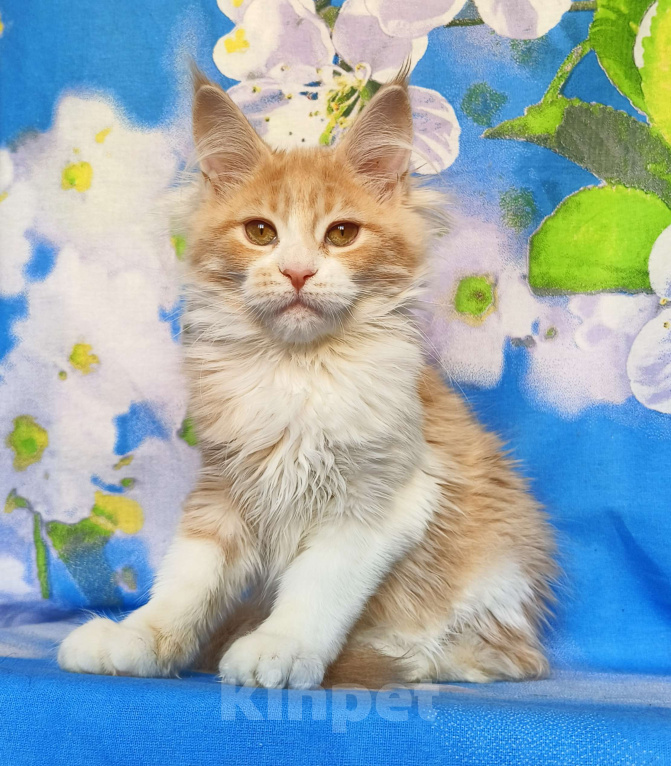 Кошки в Москве: Котёнок Мейн Кун Девочка Девочка, 60 000 руб. - фото 9