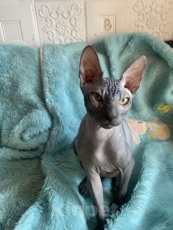 Кошки в Москве: Предлагаю котика Донского сфинкса  Мальчик, 45 000 руб. - фото 7