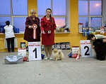 Собаки в Москве: Померанский шпиц для вязки, 15 000 руб. - фото 4