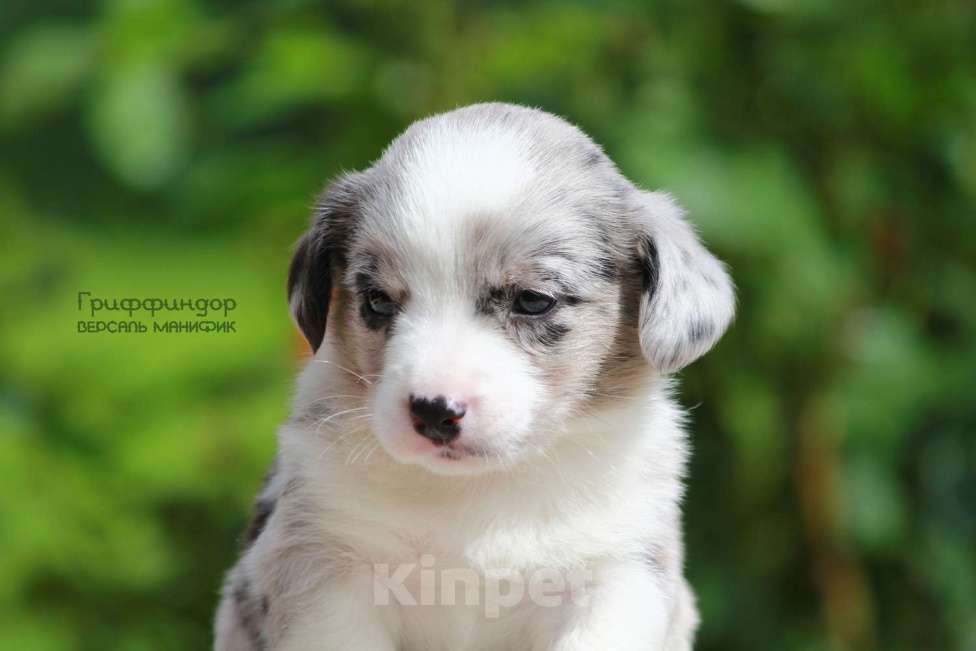 Собаки в Санкт-Петербурге: Версаль Манифик Гриффиндор Мальчик, 60 000 руб. - фото 2