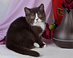 Кошки в Санкт-Петербурге: Британский котик шоколадный биколор Мальчик, 40 000 руб. - фото 4