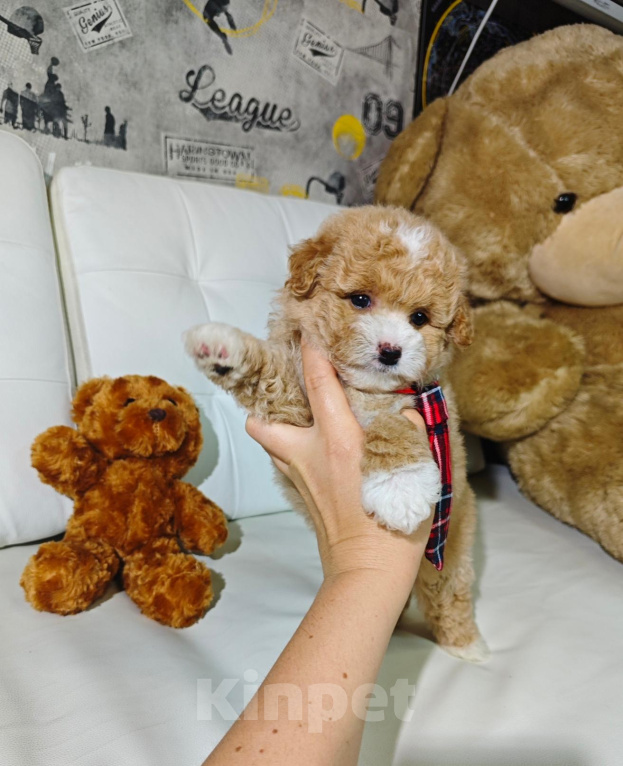 Собаки в Москве: Мальтипу мальчик в типе Тедди 🐻 Мальчик, 150 000 руб. - фото 5