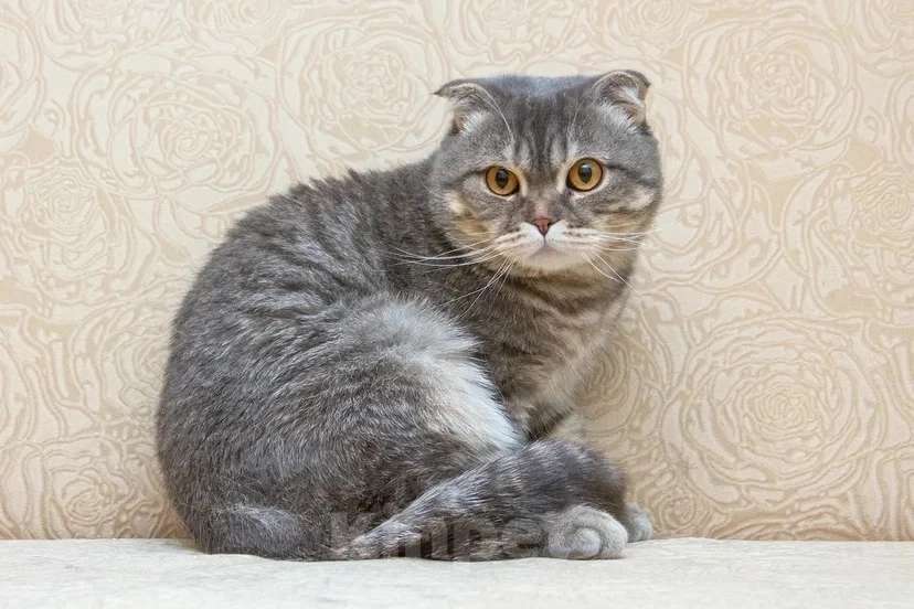 Кошки в Москве: Ищет дом плюшевый Зайка Мальчик, Бесплатно - фото 8