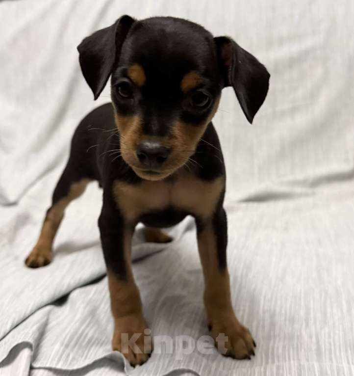 Собаки в Москве: Щенок пражский крысарик Девочка, Бесплатно - фото 2