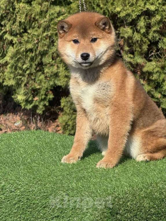 Собаки в Санкт-Петербурге: Сиба-ину мальчик щенок Мальчик, 40 000 руб. - фото 3
