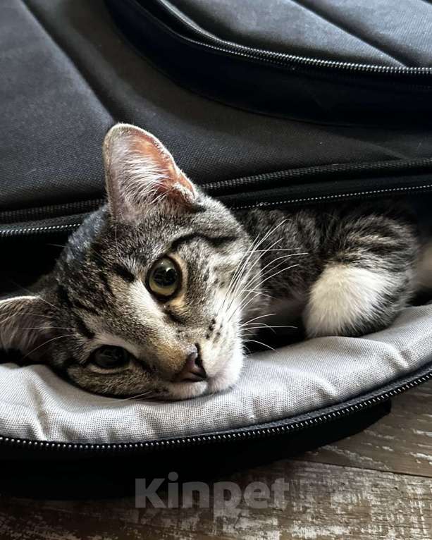 Кошки в Москве: Потерялся кот-подросток Мальчик, Бесплатно - фото 2