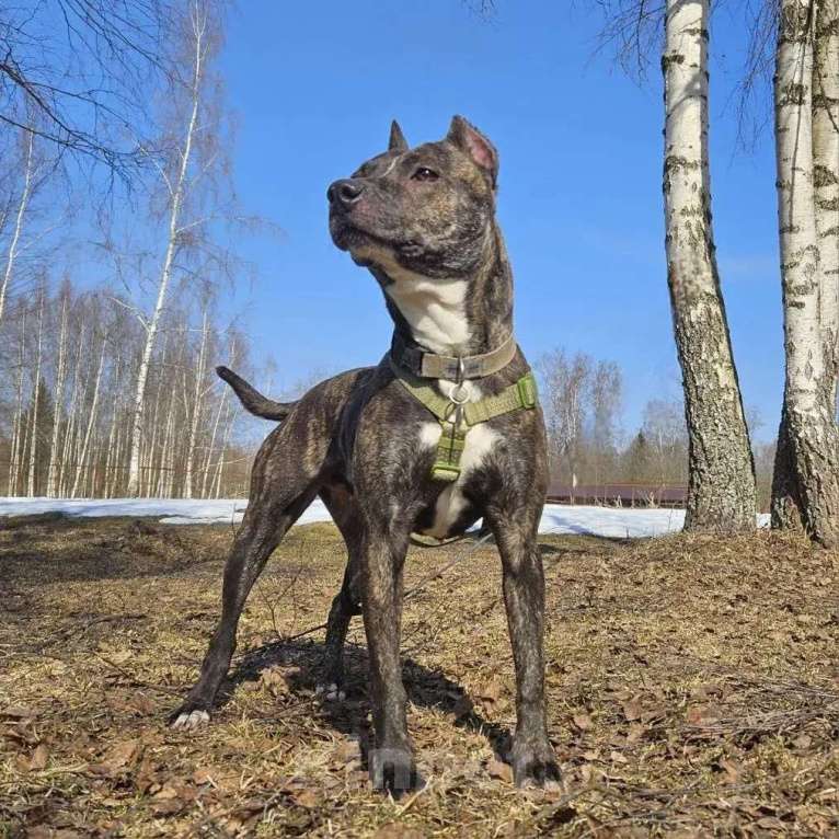 Собаки в Москве: собака в добрые руки амстафф Девочка, Бесплатно - фото 8