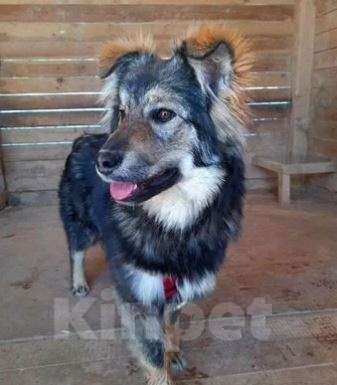 Собаки в Москве: Ириска Девочка, Бесплатно - фото 4