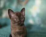 Кошки в Тюмени: Европейские бурманские котята Девочка, 25 000 руб. - фото 3