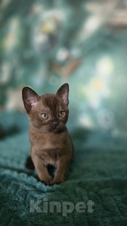 Кошки в Тюмени: Европейские бурманские котята Девочка, 25 000 руб. - фото 3