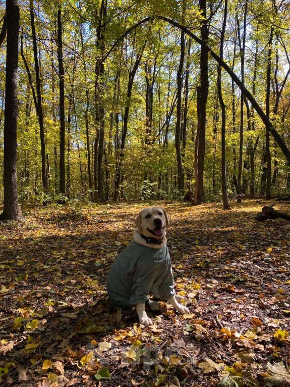 Собаки в Воронеже: Продам/отдам в хорошие руки собаку Девочка, Бесплатно - фото 3