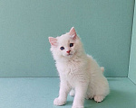 Кошки в Пензе: Котёнок породы Рэгдолл - Boris Мальчик, 65 000 руб. - фото 4