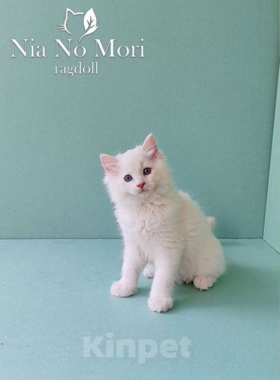 Кошки в Пензе: Котёнок породы Рэгдолл - Boris Мальчик, 65 000 руб. - фото 4