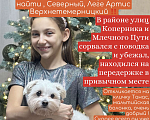 Собаки в других городах Ростовской области: Потерялась собака Мальчик, 10 000 руб. - фото 1