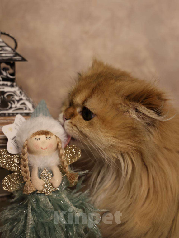 Кошки в Москве: Шотландский вислоухий длинношёрстный котёнок Мальчик, 60 000 руб. - фото 9