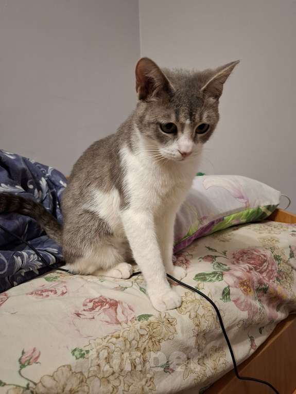 Кошки в Волгограде: Кошечка Милка ищет дом  Девочка, Бесплатно - фото 5