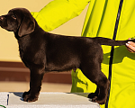 Собаки в Красноярске: Лабрадор ретривер щенки Мальчик, Бесплатно - фото 2