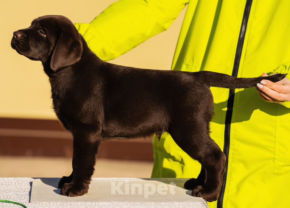 Собаки в Красноярске: Лабрадор ретривер щенки Мальчик, Бесплатно - фото 2