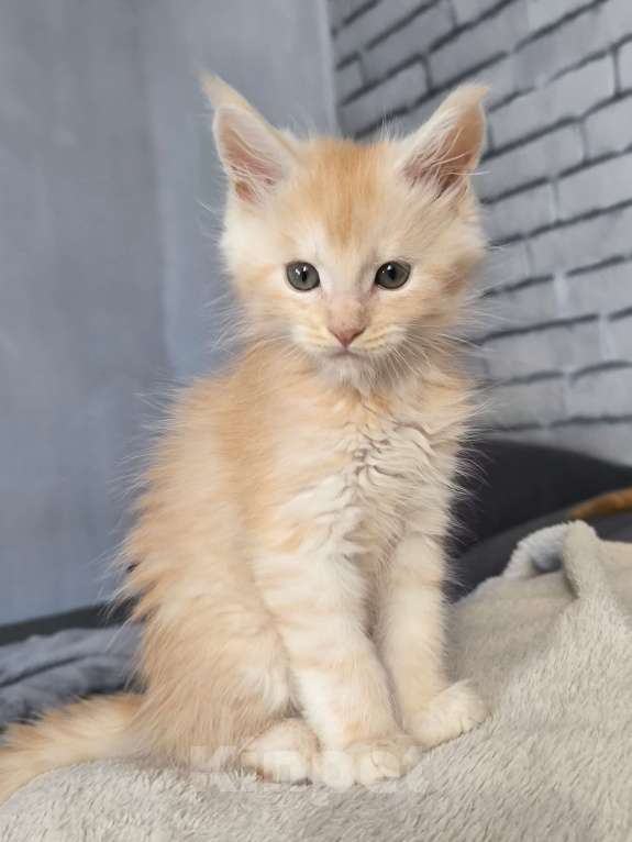 Кошки в Москве: Кот мейн-кун красный дым Мальчик, 60 000 руб. - фото 6