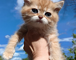 Кошки в Сланце: Котенок Мальчик, 30 000 руб. - фото 2