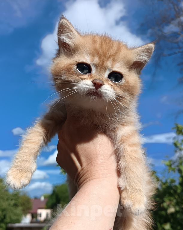 Кошки в Сланце: Котенок Мальчик, 30 000 руб. - фото 2
