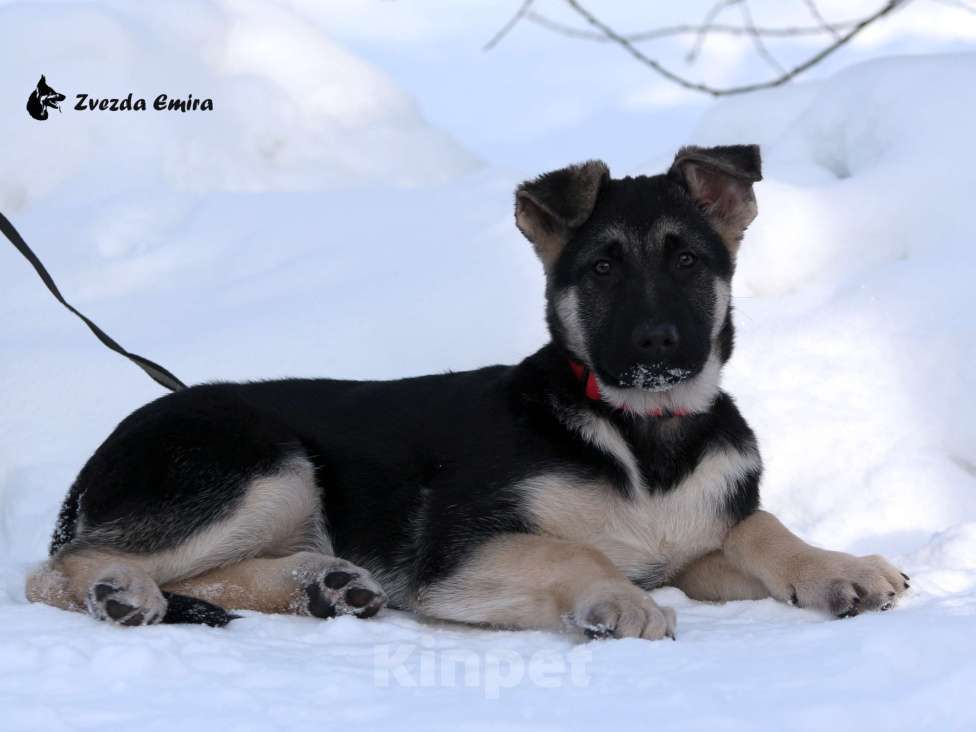 Собаки в Искитиме: Звезда Эмира  Девочка, Бесплатно - фото 2