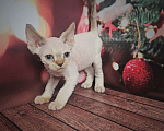 Кошки в Новокузнецке: Мальчик Рексик Мальчик, 40 000 руб. - фото 2