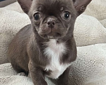 Собаки в Санкт-Петербурге: Щенок чихуахуа, сука Девочка, 60 000 руб. - фото 5