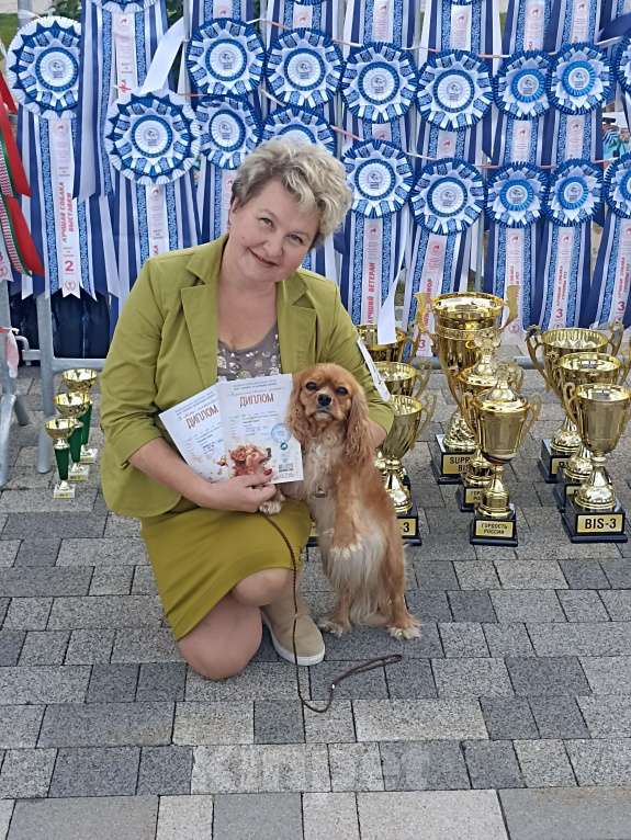 Собаки в других городах Московской области: Щенок королевской породы шоу класса — нежный, преданный и невероятно красивый Мальчик, 150 000 руб. - фото 6