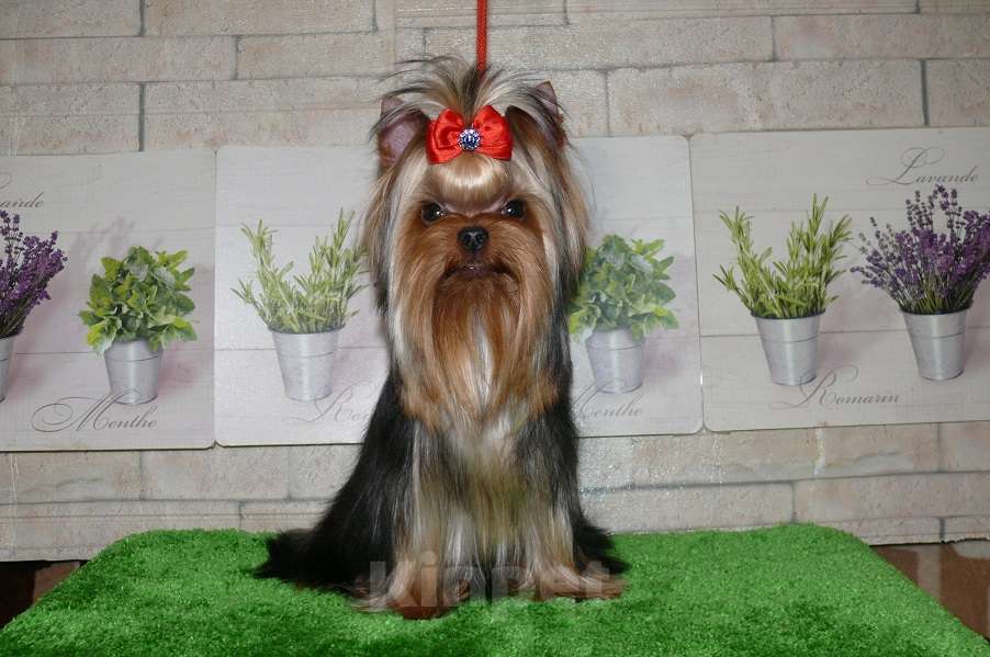 Собаки в Королеве: Девочка йорк, 9 мес. Девочка, 85 000 руб. - фото 6