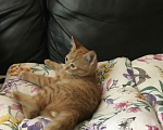 Кошки в Ростове-на-Дону: Котята. Мальчик и девочка. Девочка, Бесплатно - фото 9
