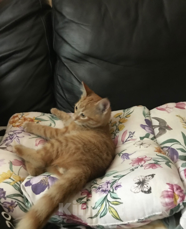 Кошки в Ростове-на-Дону: Котята. Мальчик и девочка. Девочка, Бесплатно - фото 9