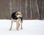 Собаки в Москве: Самый добрый щенок из приюта Мальчик, Бесплатно - фото 1