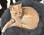 Кошки в Москве: Бося — рыжий котик в добрые руки. Мальчик, Бесплатно - фото 4
