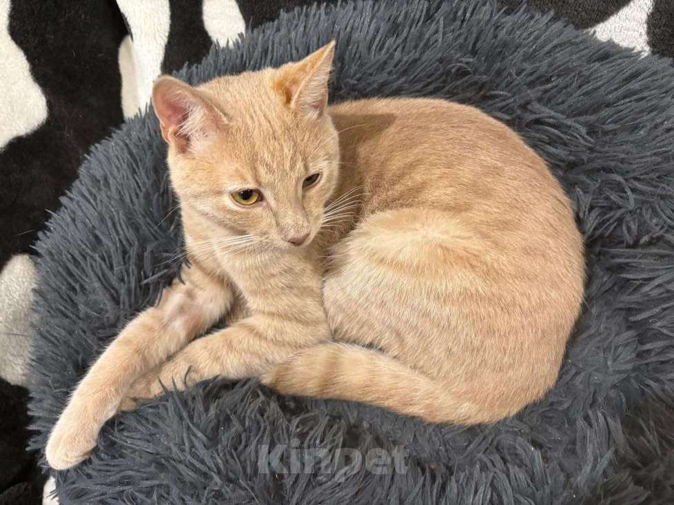 Кошки в Москве: Бося — рыжий котик в добрые руки. Мальчик, Бесплатно - фото 4