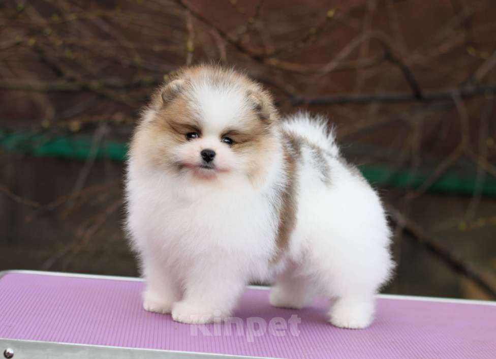 Собаки в Москве: Шикарная бело-рыжая девочка Девочка, 80 000 руб. - фото 1